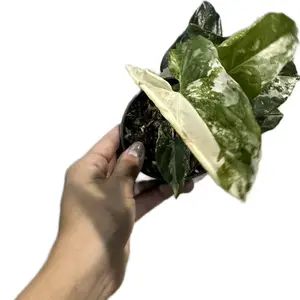 Syngonium ‘Albo’ 4” Potted Live Plant - Rare Arrowhead Vine - Exotic Variegated Houseplant - Pastel Pink Spots - Creamy White Foliage - Tropical Gift - Unique Indoor Plant - Collector’s Item - Low Maintenance - Bright Colors, Blue, Pink - Easy