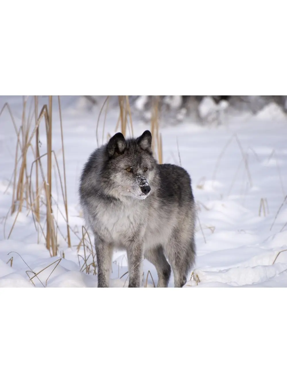 Wolf in The Snow Poster Print, Large - 34 x 22