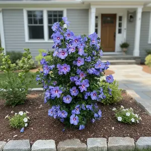 100 Blue Hibiscus Seeds Hardy Shrub with Summer Sky-Blue Blooms for Full Sun Gardens & Borders