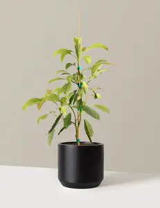 Hass Avocado Tree