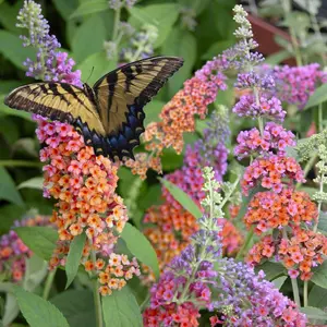 Bicolor Butterfly Bush