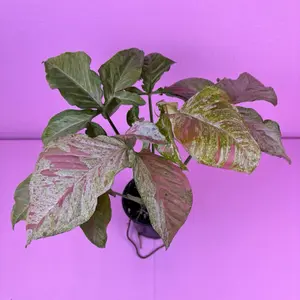 Syngonium Milk Confetti Galaxy 4” | RARE Variegated Syngonium | Collector Plant