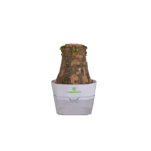 Live Money Tree Plant Easy Care Indoor Houseplant for Beginners Perfect for Home Decor and Small Spaces