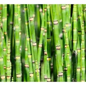 50 Dwarf Bamboo Seeds