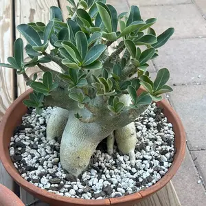 Arabicum socotranum big arm
