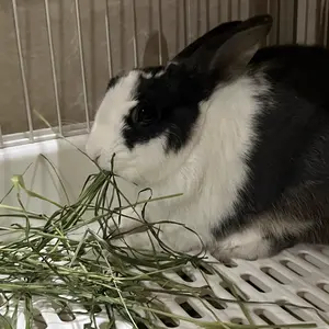 Timothy Hay 1.1LB - Dust Free Natural Green Fresh Food Hay for Rabbits Tortoise Guinea Pig Chinchilla