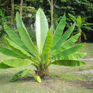 100+ Tropical Cliff Banana Heirloom Seeds by Ensete Superbum: Premium Quality, Non-gmo Garden Seeds for Lush Greenery