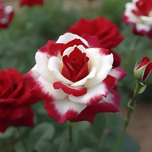 200pcs rare double red and white rose seeds Planting - Charming garden blooms