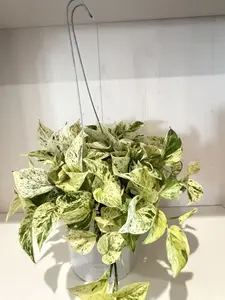 Pothos Marble Queen - 6'' Hanging Basket