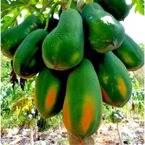30 Dwarf Carica Papaya Seeds Solo Waimanalo Tree seeds Organic Fast Fruit Houseplant