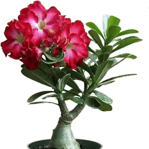 25+ Rare Mixed Color Desert Rose Seeds to Grow Adenium Obesum