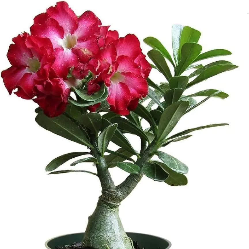 25+ Rare Mixed Color Desert Rose Seeds to Grow Adenium Obesum