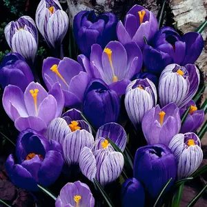 Blue Moon Mix Crocus 20 Bulbs - Blues and Purples - 8/9cm Colorful Flower Bulbs