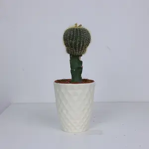 CAC002 / 5 Inch Potted Echinocactus Grusonii Live Golden Barrel Cactus Succulent, Symmetrical Ribbed Green Body With Thin Golden Yellow Spines, Drought-Tolerant Compact Desert Plant For Desktops, Window Sills, Minimalist Indoor & Covered Patio Decor