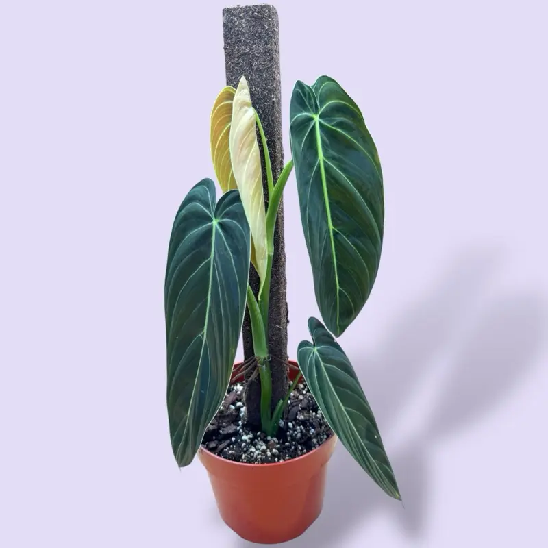 Philodendron Black Gold 6” On Pole - Low Maintenance Climbing Plant