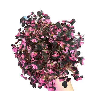 Oxalis Live Plant 4'' Bi-Color/Plum Crazy/Golden/Iron Cross – Perfect Pet-Safe Indoor Greenery for Your Home