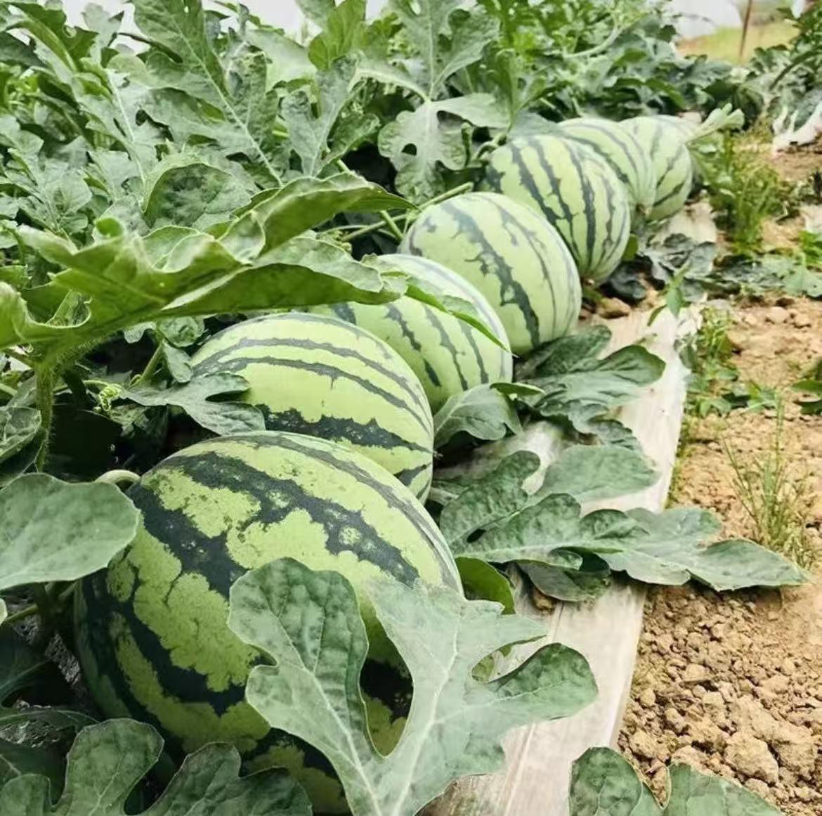 100PCS Watermelon Seeds for Planting – Heirloom Variety, Sweet Seeded Fruit, Easy Grow Garden Seeds for Home & Outdoor Planting 100PCS Watermelon Seeds for Planting – Heirloom Variety, Sweet Seeded Fruit, Easy Grow Garden Seeds for Home & Outdoor Planting