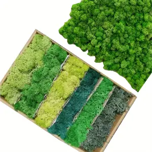 240g Green Preserved Moss for Fairy Gardens, Weddings, and Home Decor | Versatile Tabletop and Wall Decoration Material, Craft Projects Decorative Fruit Plants Ornaments
