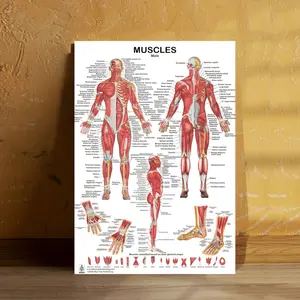 Unframed Canvas Muscle System Anatomy Chart - Human Muscle Anatomy Poster for Fitness and Exercise Education Canvas Prints 30.48x 45.72cm