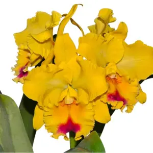 Brassocattleya Goldenzelle Lemon Chifton Seedling Mounted in Cork Bark Vibrant Yellow Orchid with Red Center Aerial Roots Growth Combo Set incl 96-Hour Heat Pad