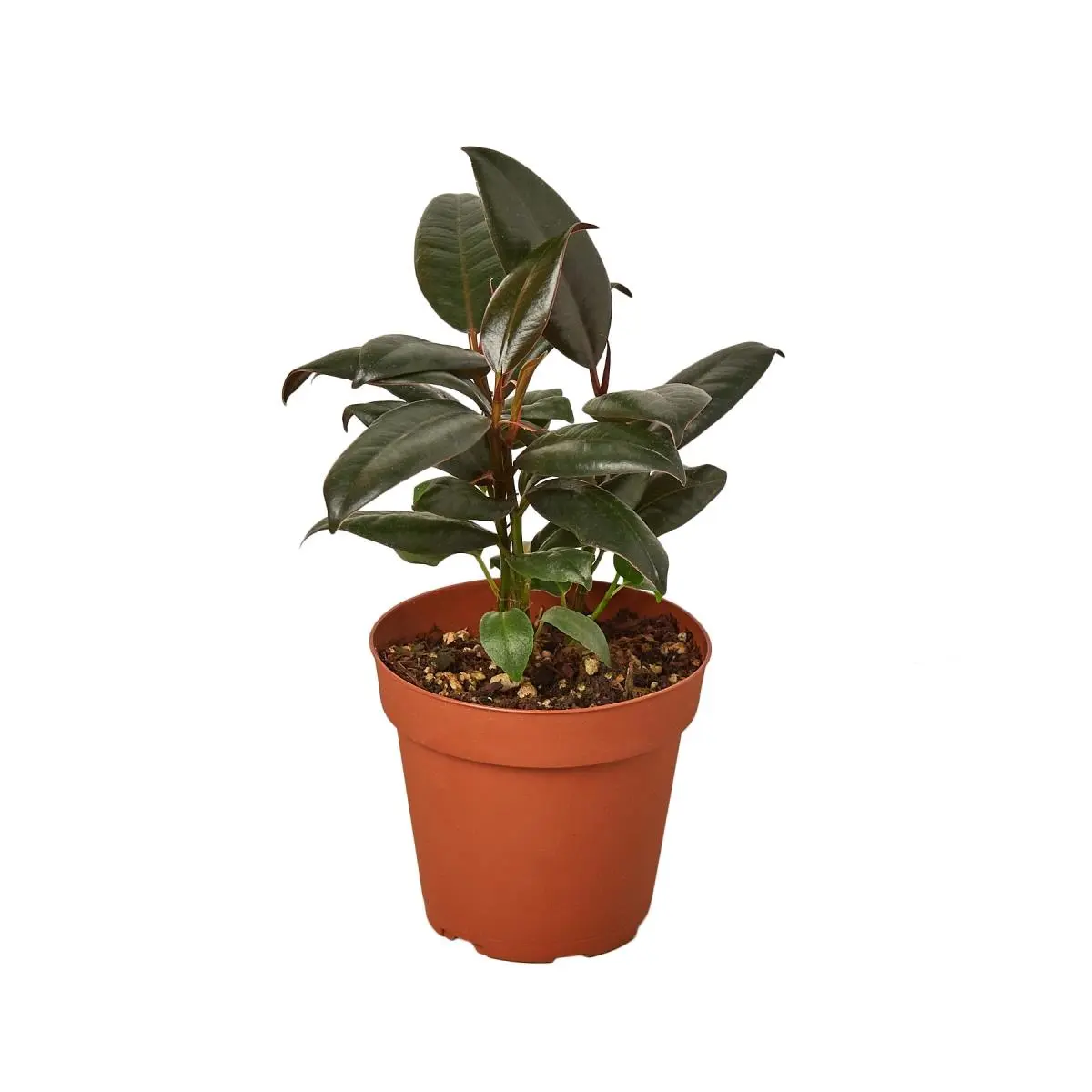 212 MAIN Burgundy Rubber Tree (Ficus Elastica) Indoor Houseplant - 4 in. Pot, Dark Shiny Leaves, Plant Decor for Indoor Use, Stunning Dark Shiny Leaves