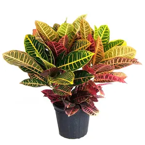 Croton Petra - Live Plant in an 8 Inch Pot - Codiaeum Variegatum 'Petra' - Beautiful Clean Air Indoor Outdoor Houseplant