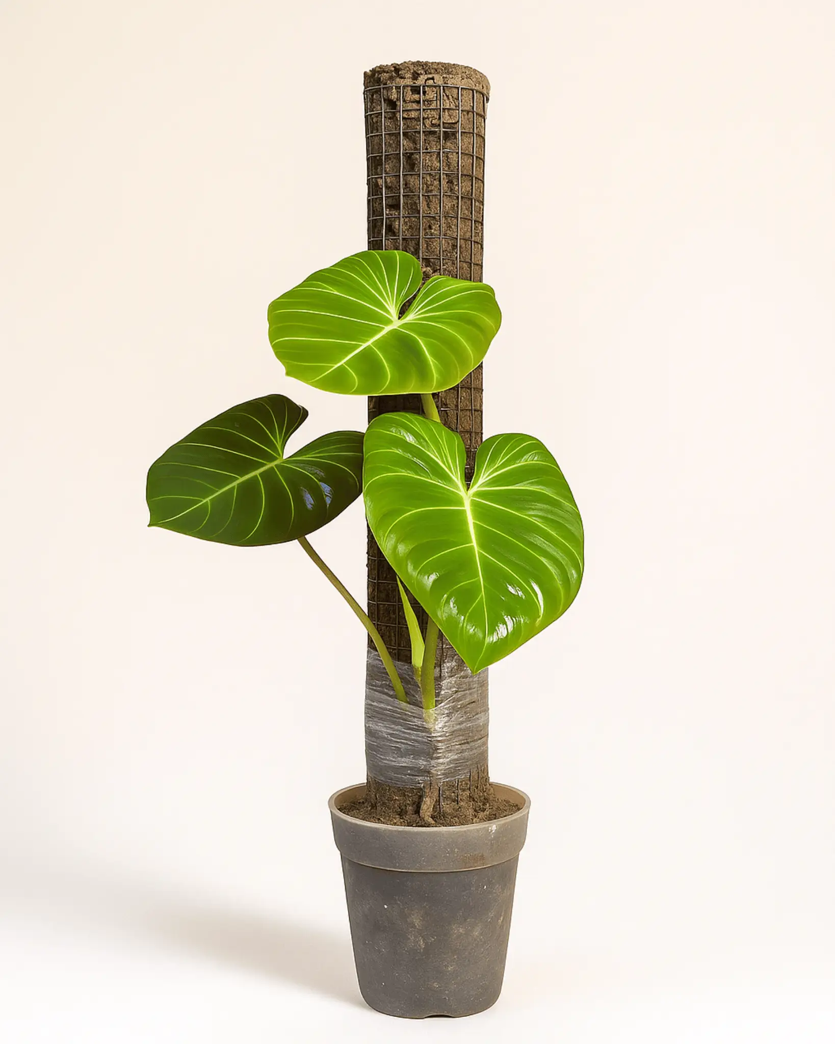 Steel Sphagnum Moss Pole — Plant Support for Climbing Houseplants