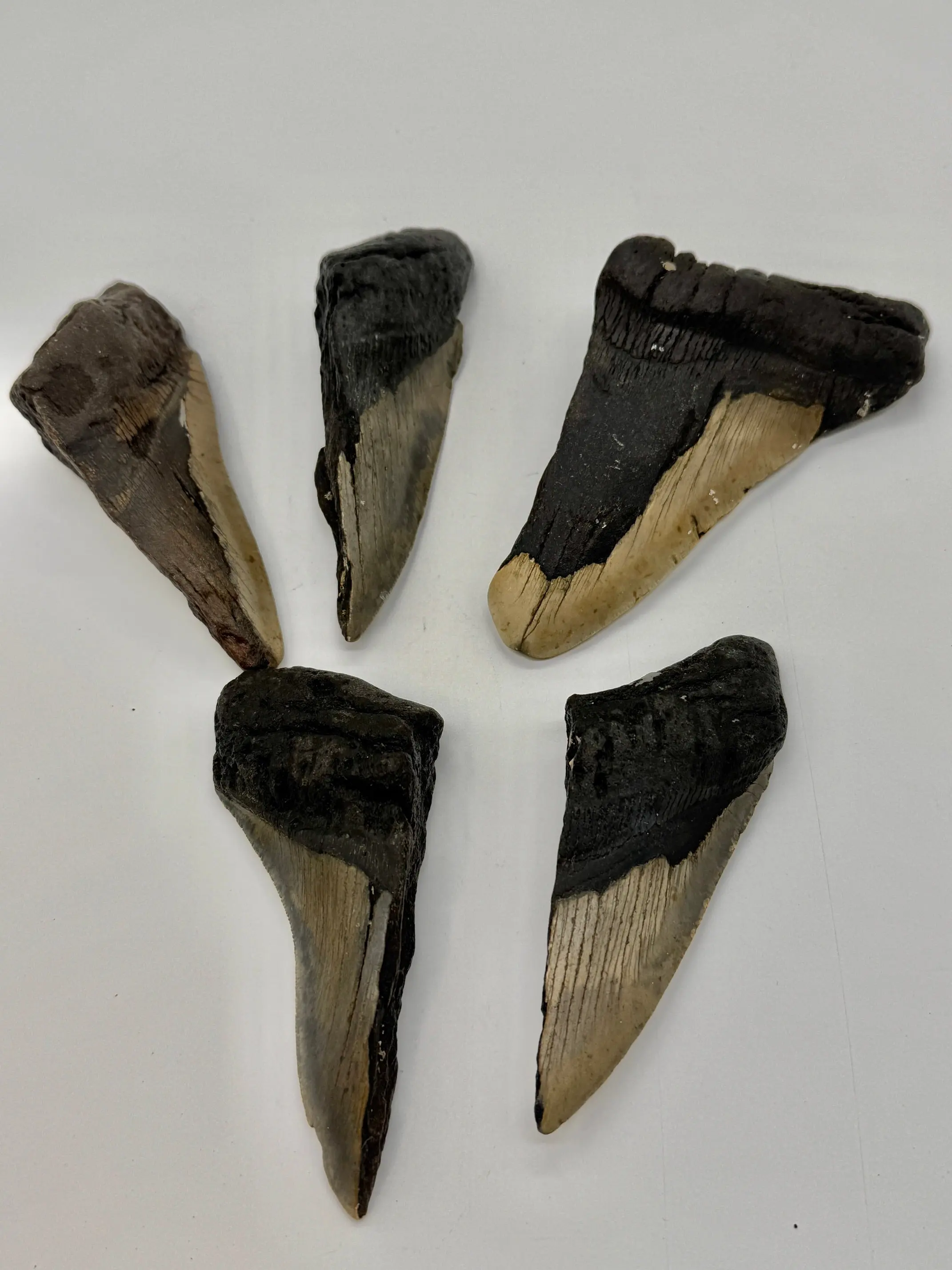 MEGALODON FOSSIL 50% COMPLETE (3" TO 6") NATURAL CRYSTAL AND FOSSIL COLLECTION