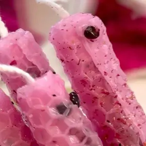 Love Thyself Beeswax Intention Candle Set