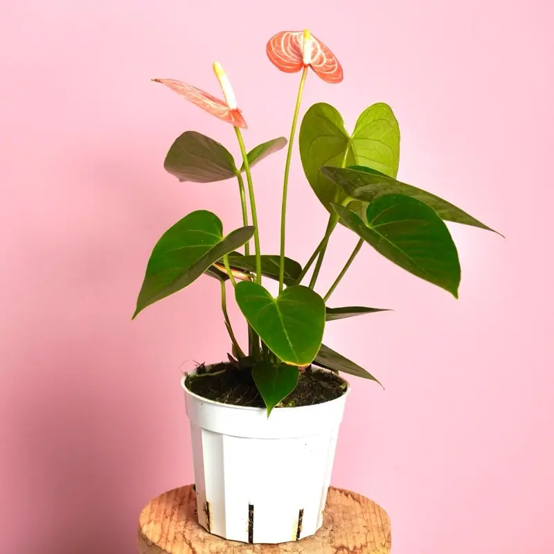Anthurium ‘Livium’ - 4” Pot