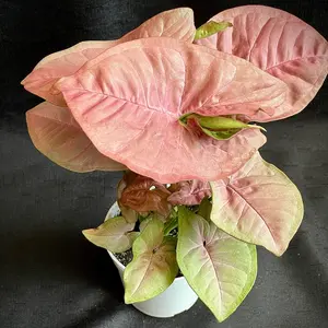 Syngonium Neon Robusta, Pink Arrowhead Plant