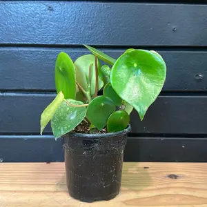 raindrop peperomia (peperomia polybotrya) 4 inch pot