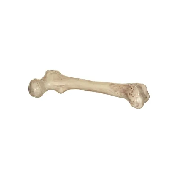 9" Big Bone Prop