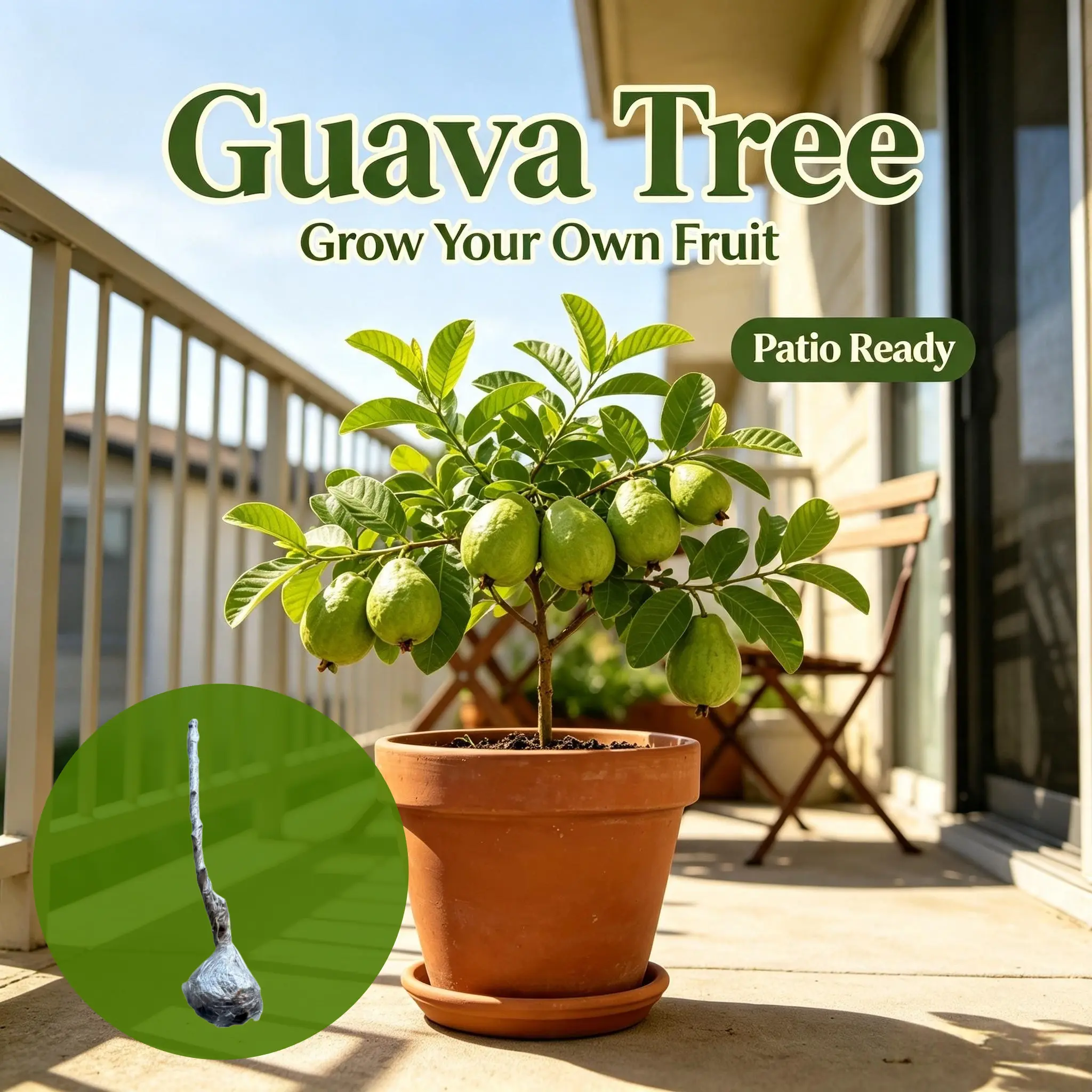 Premium Guava Seedling - 40-50cm Bare Root, Robust Live Sapling, Rapid Fruit, Roots Protected for Home Gardeners, Outdoor Grow Home Orchard