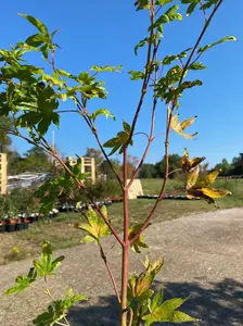 Acer palmatum 'Sir Damon' Coral Bark Japanese Maple