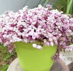 Live Callisia Repens, Pink Lady Plant, Pink Panther, Creeping Inch Plant, Turtle Vine, Pink Tradescantia, Cute Plant, houseplant,  Live Succulent 2 Inch Pot-  Grow indoor/outdoor plant