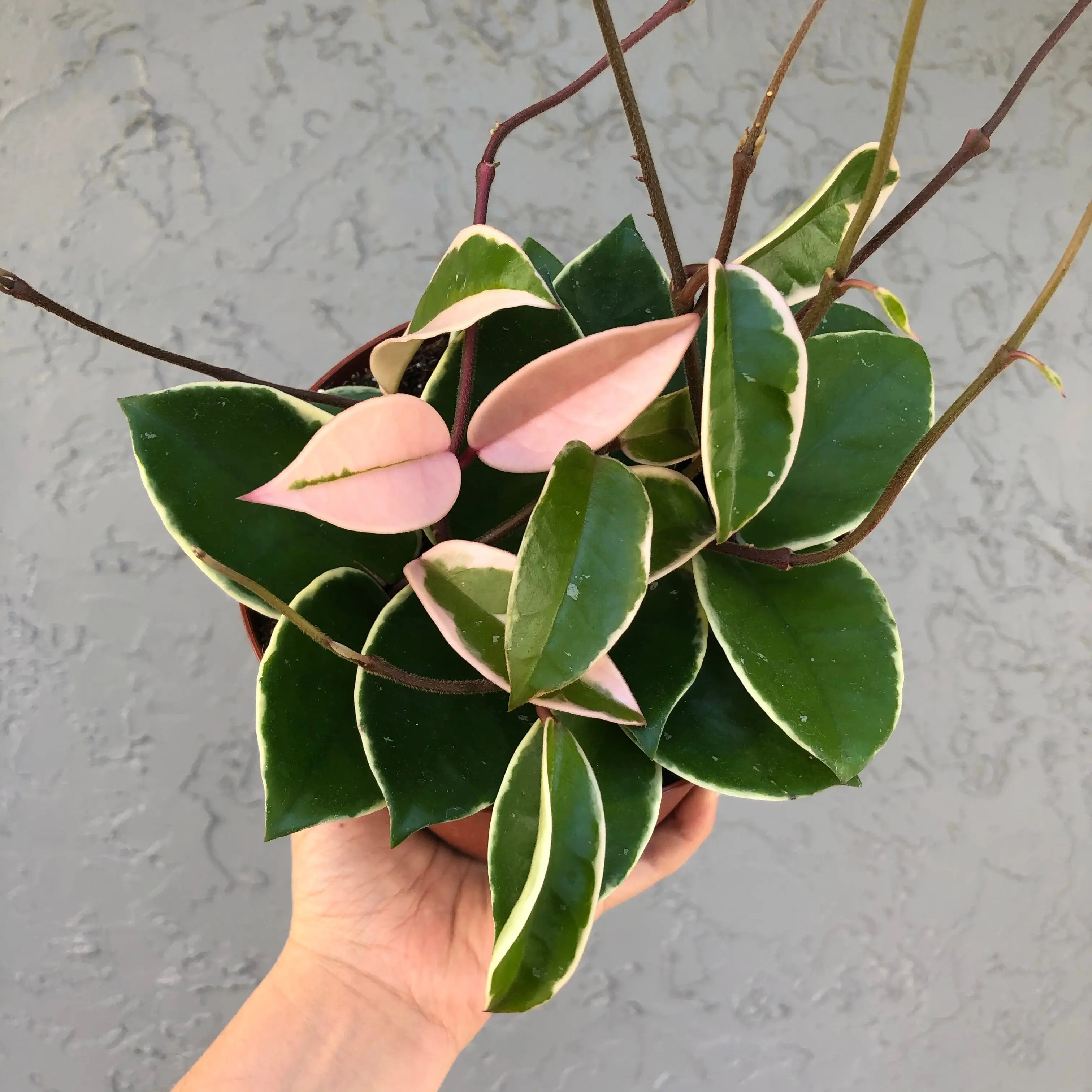 4" Hoya carnosa ‘krimson queen’