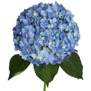 Shocking Blue Hydrangeas