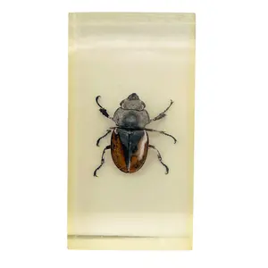 Vintage Resin Acrylic Insect Beetle Block Paperweight