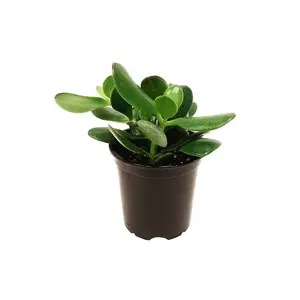 4” Jade Plant, Crassula Ovata, Lucky Plant, Money Plant, Money Tree – Succulents, Houseplants, Foliage Plants, Low Maintenance