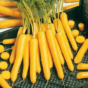 Solar Yellow Carrot Seeds