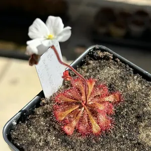 SEEDS - Subtropical Sundew - Drosera brevifolia - Carnivorous Plant