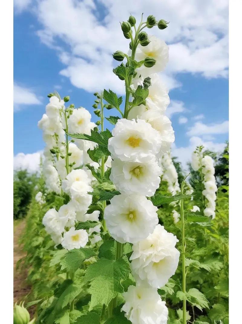 200+Double-petaled hollyhock seeds - Heirloom | Tall Blooms | Pollinator Magnet - Double Hollyhocks Flower Seeds to Plant Outside in Garden, Cottage Borders, Containers