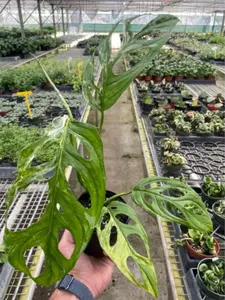 RARE 4" Monstera Adansonii Swiss Cheese Variegated Plant
