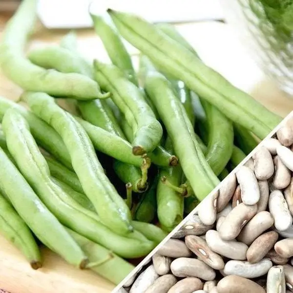 Organic Heirloom Contender Bush Bean (String Bean) Seeds - TikTok Shop