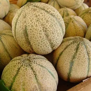 Honey Rock 30 Cantaloupe Seeds for Planting 1+ Gram Melon Seeds Garden Vegetable Survival 75-90 Days Grows in All Zones Grey-Green Skin Deep Salmon Sweet Juicy Flesh
