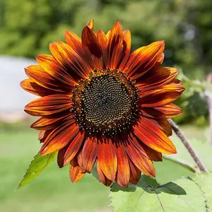 Velvet Queen Sunflower Seeds Velvet Queen Sunflower Seeds