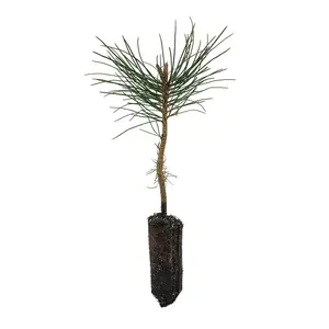 Ponderosa Pine | Medium Tree Seedling