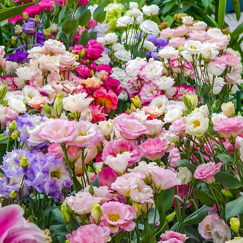 1000 Lisianthus Seeds - Mixed Color Perennial Lisianthus Seeds, Thornless Rose Seeds, Good for Planting, Wildflowers, Non-GMO, Gardens, Indoor Flowers