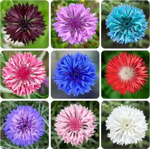 500+ Mix Cornflower Seeds for Planting-Non-GMO Heirloom Plant Seeds Garden Outdoor